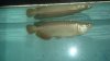 fish087.jpg