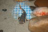 seaworld yaya 231.jpg