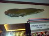 DSC00690aa.jpg