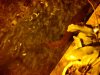 DSC00656aaaa.jpg