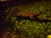 DSC00671aa.jpg