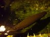 DSC00678aa.jpg