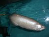 arowana 4.JPG