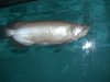 arowana 3.JPG