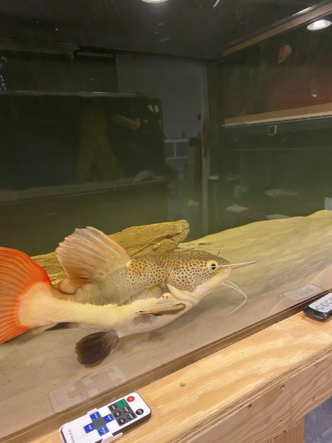 B3C76818-729F-49FD-8D63-7C017A77236E.jpeg