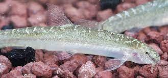 Lepidocephalichthys cf. irrorata – Loktak Loach (Lepidocephalus irrorata) —  Seriously Fish