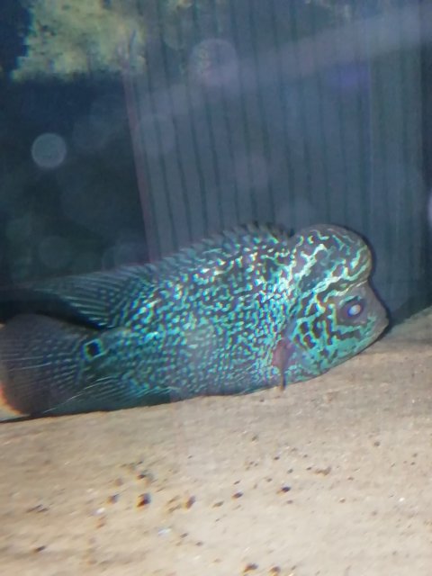 IMG_20210217_214715.jpg