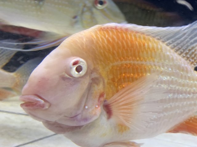 0BD9AE6A-B425-46FF-A9D6-E270729D7DB0.jpeg 0BD9AE6A-B425-46FF-A9D6-E270729D7DB0.jpeg
