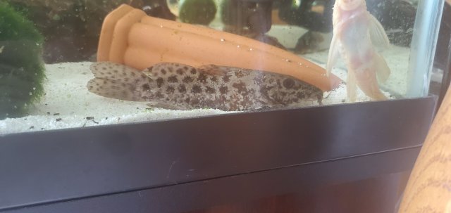 biscutatus 4-1-1.jpg