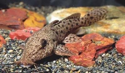 biscutatus odd 3.jpg