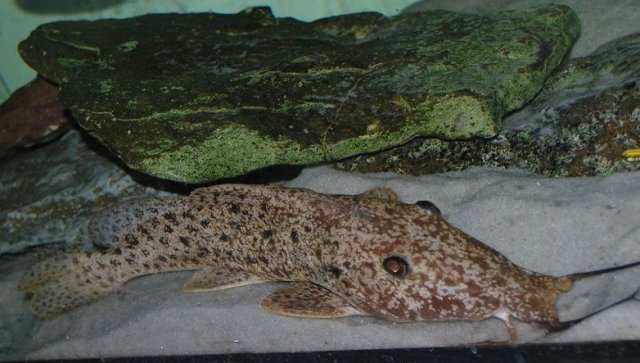 biscutatus odd 5.jpg