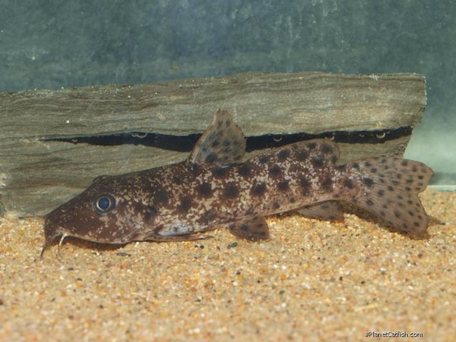 biscutatus odd 10.jpg