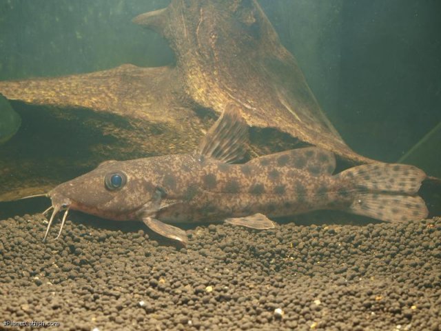 biscutatus odd 11.jpg