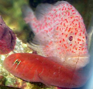 Caracanthus madagascariensis Gobiodon.jpg