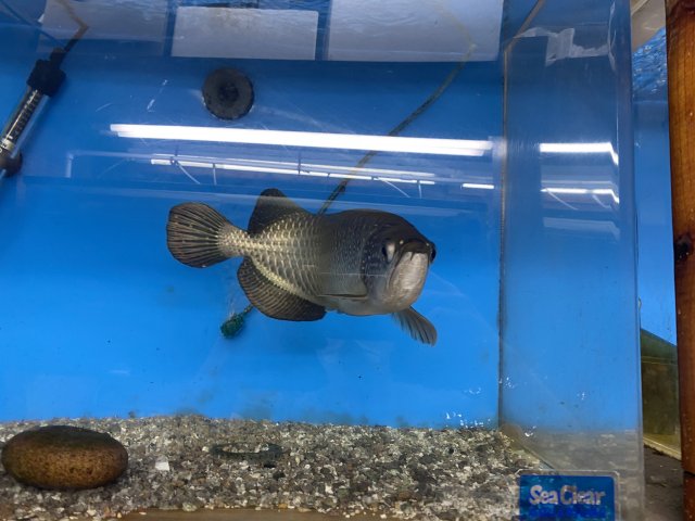 C9DF5748-4402-4CF9-9DD9-F2E7C45C3591.jpeg C9DF5748-4402-4CF9-9DD9-F2E7C45C3591.jpeg