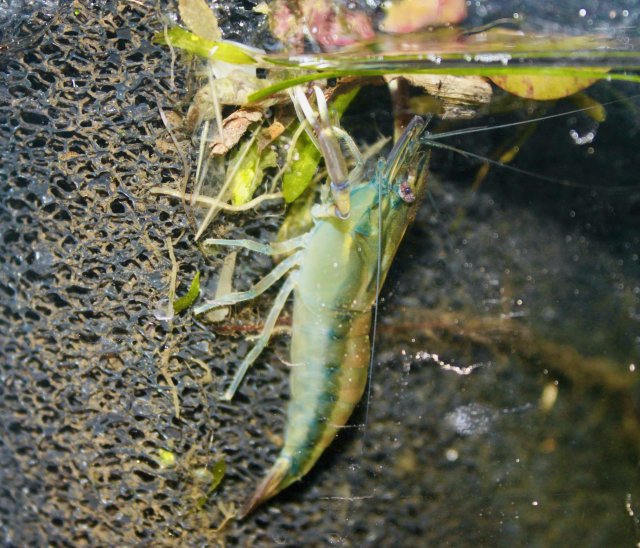 0B9D32C8-19A9-41E3-86BA-23A61C2CA55D_1_201_a.jpeg 0B9D32C8-19A9-41E3-86BA-23A61C2CA55D_1_201_a.jpeg