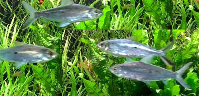 IMG_0172 comp2 Hemiodus.jpg