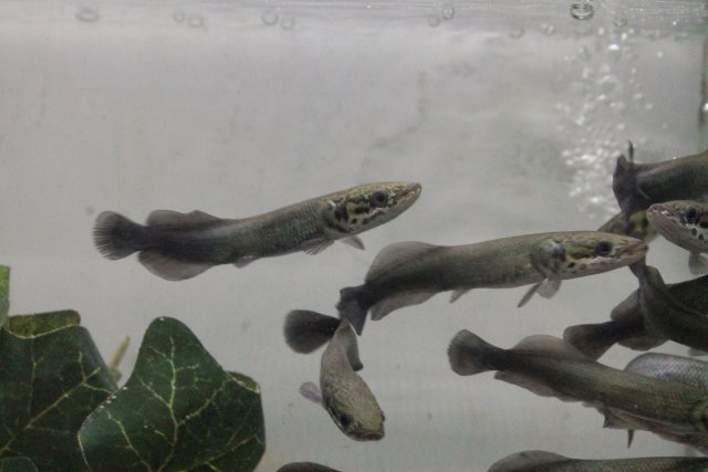 arapaima1.jpg arapaima1.jpg