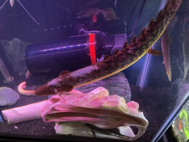 long lady 1.jpg