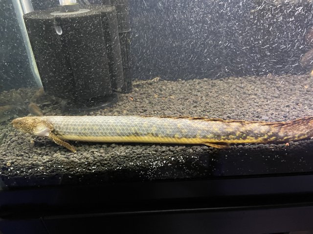 long lady 2.jpg