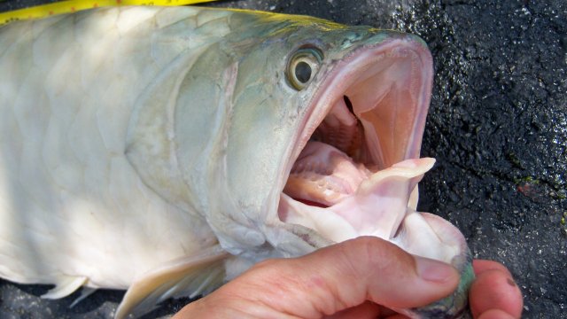 Arowana silver Alf 3.JPG Arowana silver Alf 3.JPG
