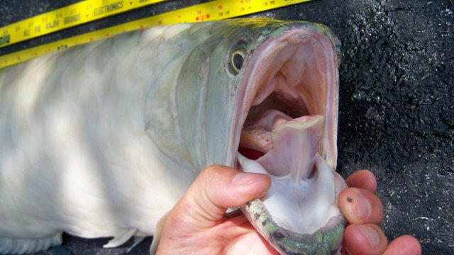 Arowana silver Alf 4.JPG Arowana silver Alf 4.JPG