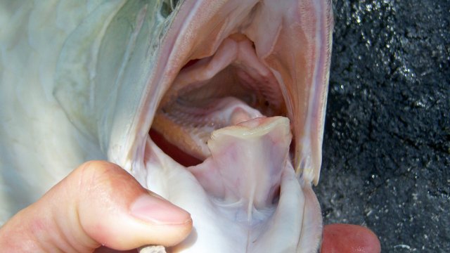 Arowana silver Alf 5.JPG Arowana silver Alf 5.JPG