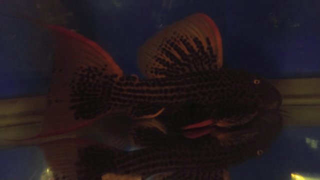 20220113_234930_resized[3418] - Copy.jpg