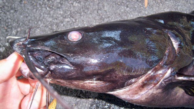 100_9961.JPG 100_9961.JPG