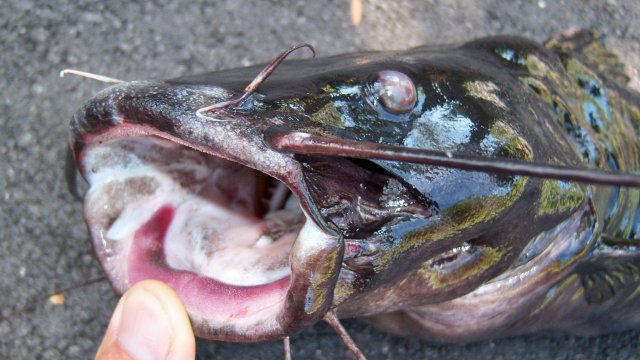 100_9962.JPG 100_9962.JPG
