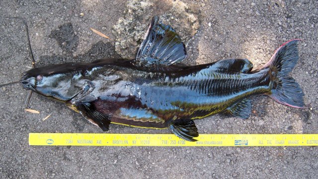 100_9964.JPG 100_9964.JPG