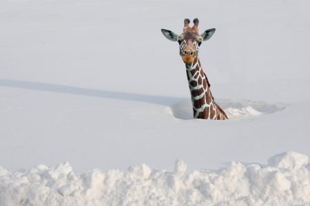 giraffe.jpg giraffe.jpg