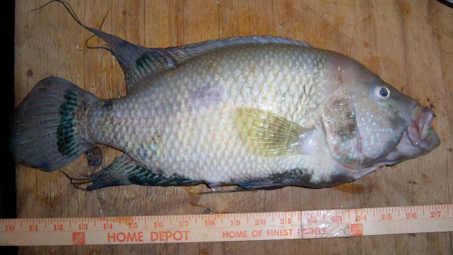 Cichlid, umbee 2.JPG Cichlid, umbee 2.JPG