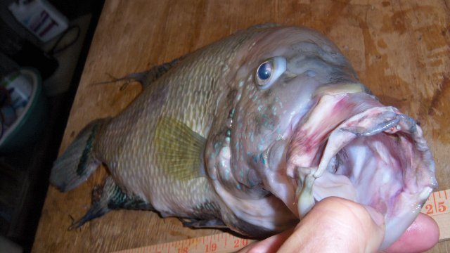Cichlid, umbee 3.JPG Cichlid, umbee 3.JPG