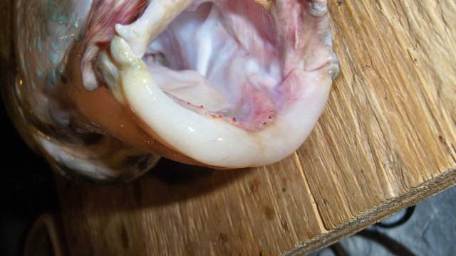 Cichlid, umbee 4.JPG Cichlid, umbee 4.JPG