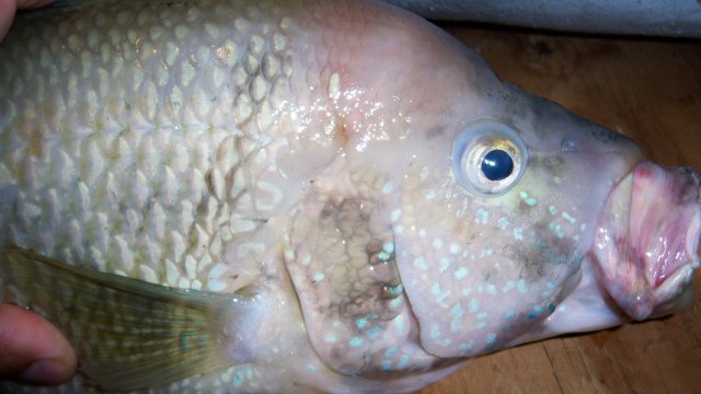 Cichlid, umbee 5.JPG Cichlid, umbee 5.JPG