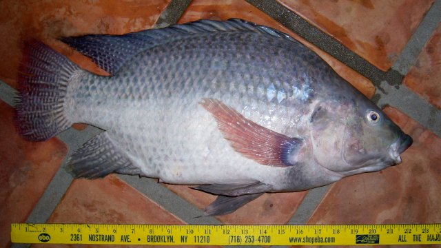 Cichlid tilapia blue1 1.JPG Cichlid tilapia blue1 1.JPG