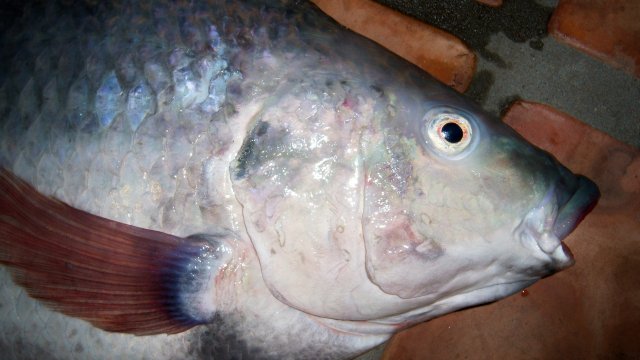 Cichlid tilapia blue1 2.JPG Cichlid tilapia blue1 2.JPG
