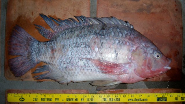 Cichlid tilapia nile1 1.JPG Cichlid tilapia nile1 1.JPG