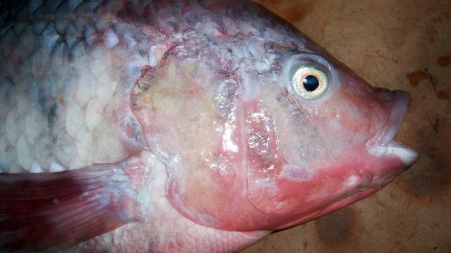 Cichlid tilapia nile1 2.JPG Cichlid tilapia nile1 2.JPG