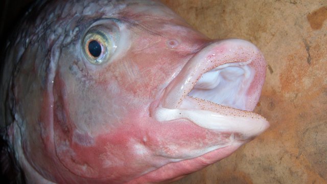 Cichlid tilapia nile1 4.JPG Cichlid tilapia nile1 4.JPG