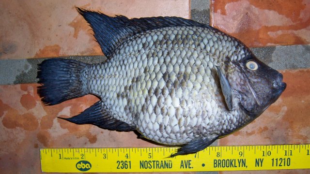 Cichlid, carpintis-texas 1.JPG Cichlid, carpintis-texas 1.JPG