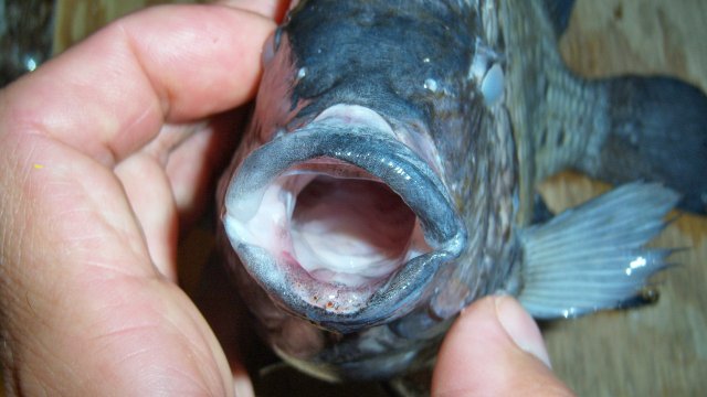 Cichlid, carpintis-texas 2.JPG Cichlid, carpintis-texas 2.JPG