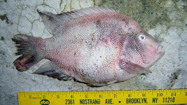 Cichlid, carpintis-texas fr Alex 6.JPG Cichlid, carpintis-texas fr Alex 6.JPG