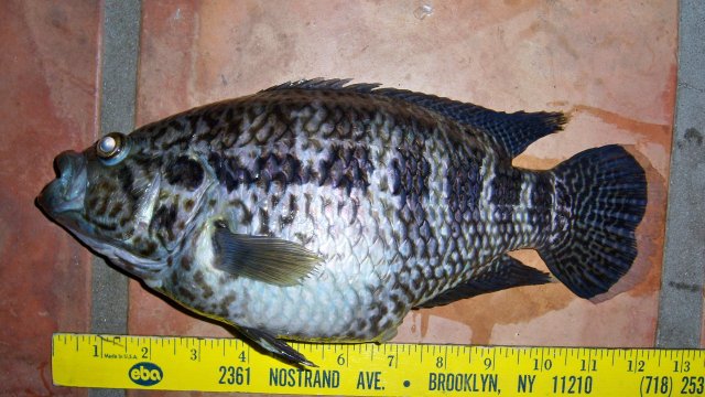 Cichlid jag1 2.JPG Cichlid jag1 2.JPG