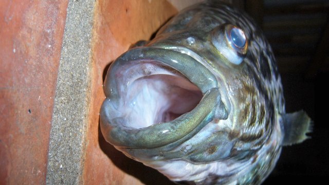 Cichlid jag1 4.JPG Cichlid jag1 4.JPG