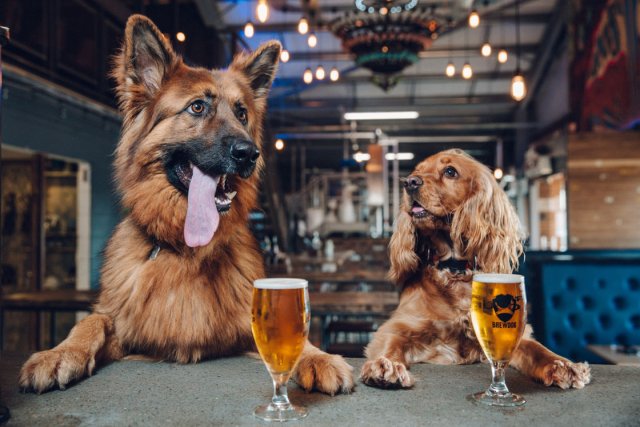 1494583870DogDays_1.LEAD.jpg 1494583870DogDays_1.LEAD.jpg