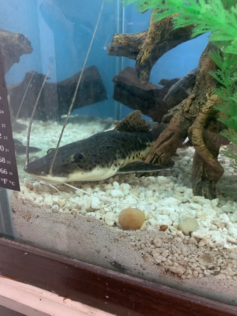 FE890638-97DB-44CB-805D-E2E2AAD544B0.jpeg FE890638-97DB-44CB-805D-E2E2AAD544B0.jpeg