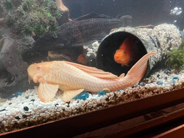 Albino deals pleco care