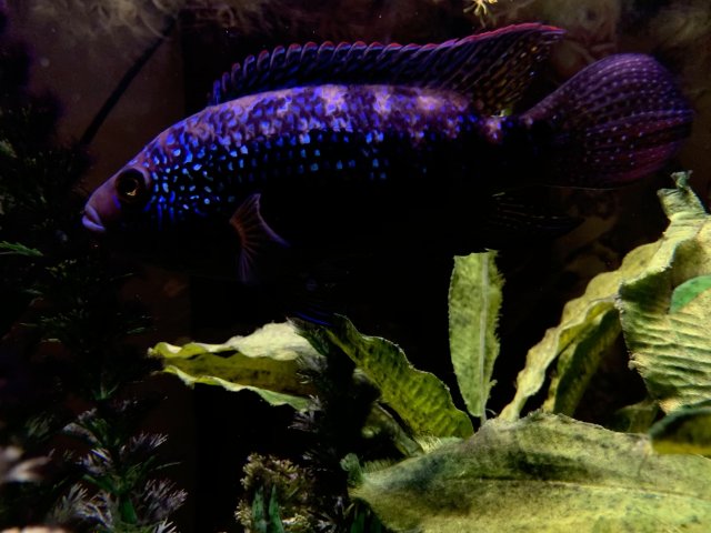 7EB4D09D-0881-4F0A-A459-F247E2AD102D.jpeg